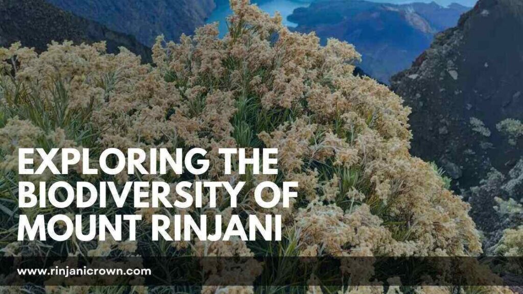 ការរុករកជីវចម្រុះនៃភ្នំ Rinjani: Flora និង Fauna