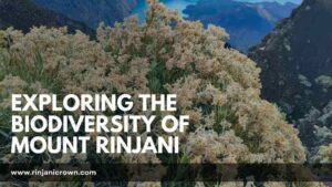 Exploring the Biodiversity of Mount Rinjani: Flora and Fauna